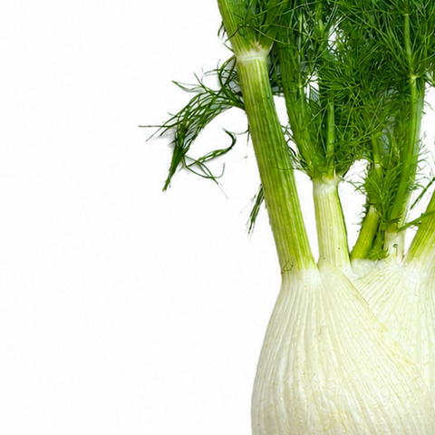 FRESH FENNEL