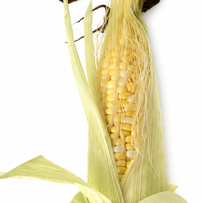 FRESH CORN
