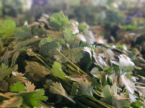 Cilantro (Each)
