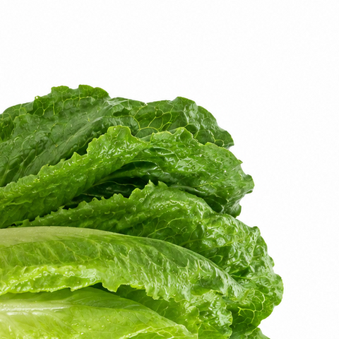 FRESH ROMAINE LETTUCE