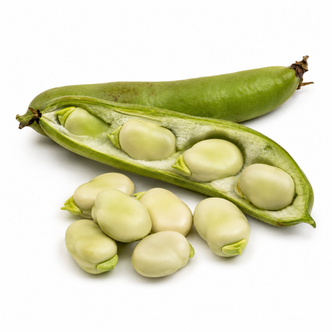FRESH FAVA BEANS