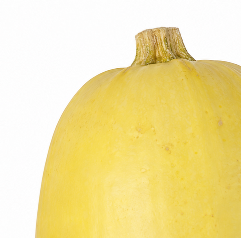 FRESH SPAGHETTI SQUASH