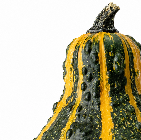 NATURAL ORNAMENTAL GOURD