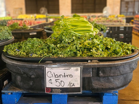 Cilantro (Each)