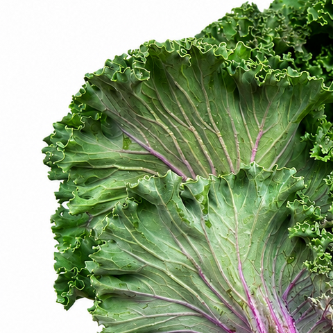 FRESH PURPLE KALE