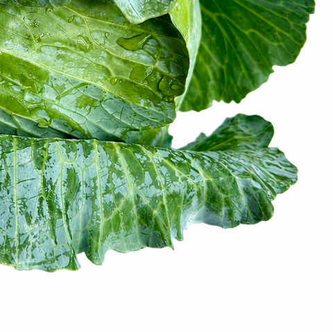 FRSH GREEN CABBAGE