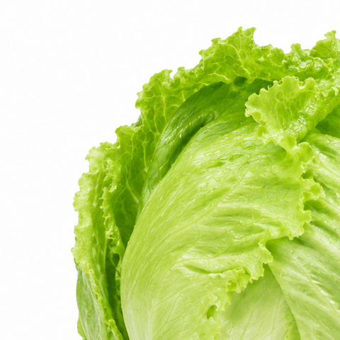 FRSH ICEBERG LETTUCE
