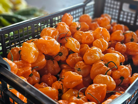 Bulk Habanero Pepper Orange