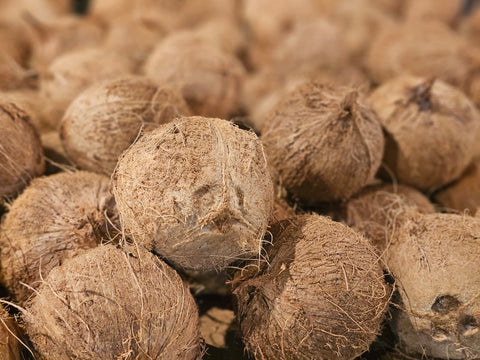 Coconut (each)