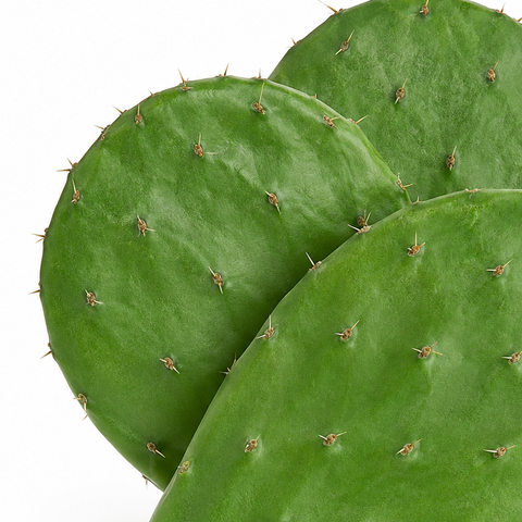 FRESH NOPALES – WITH SPINES