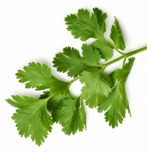 FRESH CILANTRO